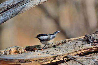 Close-up of bird perching on wood