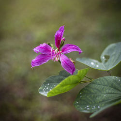 Close-up of wet pink leaves on plant