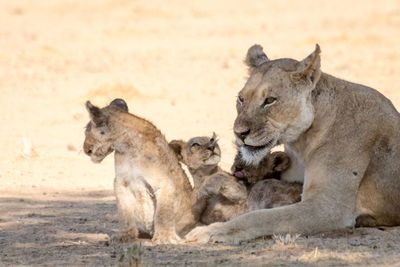 Lions against sand