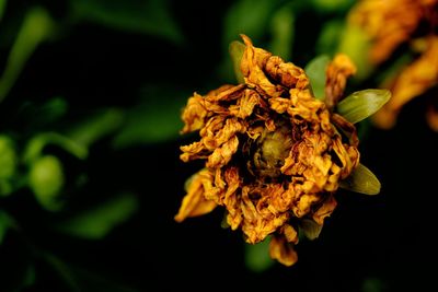 Close-up of wilted flower