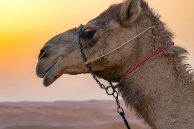 Close-up of a head of a domestic camel in a desert of wahiba snads, oman. 