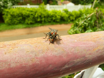 Close-up of insect