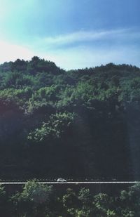 Scenic view of forest against sky