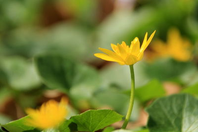 Close-up of yellow flowering plant