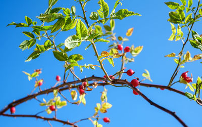 Low angle view of berries on tree against sky