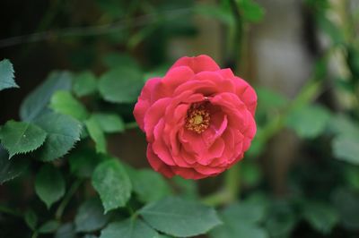 Close-up of pink rose