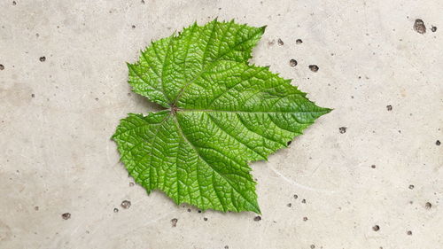 High angle view of leaves on plant