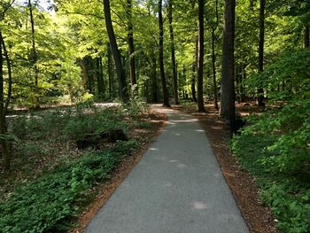 Road amidst trees in forest