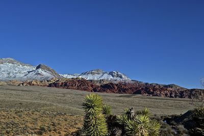 Low angle view of trees against blue sky