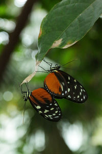 Close-up of butterfly on leaf