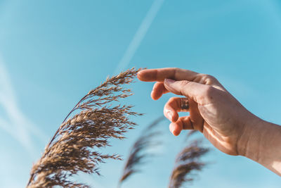 Low angle view of cropped hand touching plant against clear blue sky