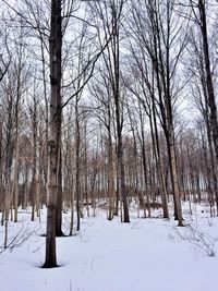Bare trees on snow covered landscape