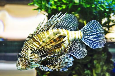 Close-up of butterfly on leaf