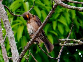 Close-up of bird perching on tree