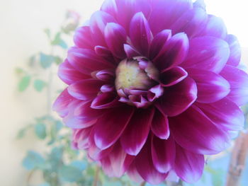 Close-up of pink flower