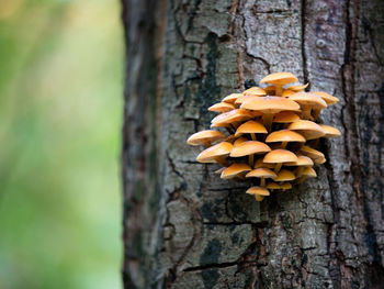 Close-up of mushrooms growing on tree trunk