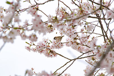 Low angle view of cherry blossom tree