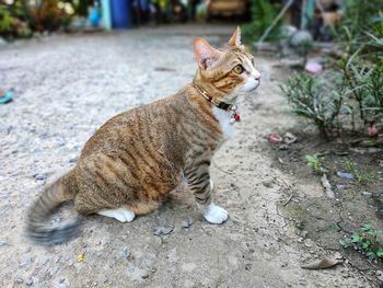 Full length of a cat