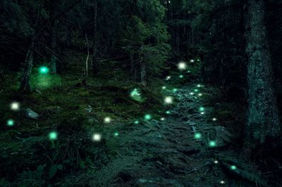 Illuminated trees at night