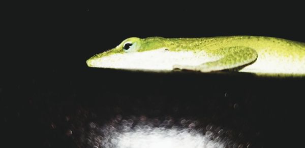 Close-up of lizard on black background