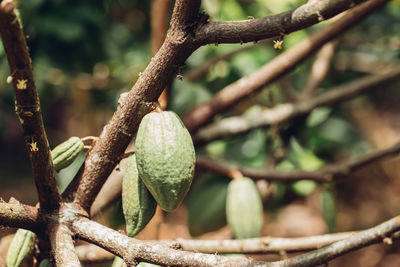 Close-up of fruit growing on tree