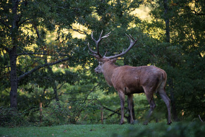 Deer standing in a forest