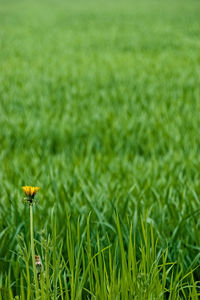 Close-up of yellow flowering plants on land