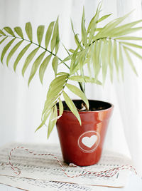 Close-up of potted plant on table