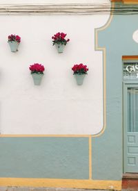 Potted plants on window of building