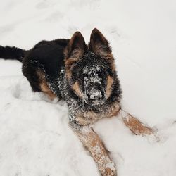 High angle view of dog on snow