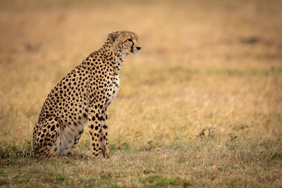 Cheetah sitting on field in zoo