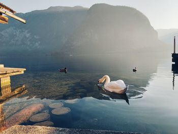 Swans swimming in lake