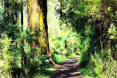 Narrow pathway along trees in forest