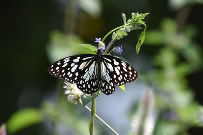 Close-up of butterfly pollinating on flower