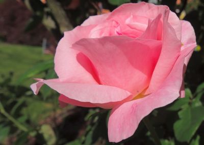 Close-up of pink rose