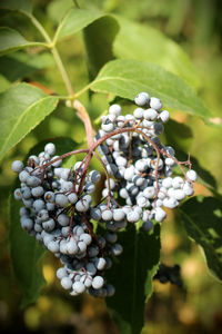 Close-up of berries growing on plant