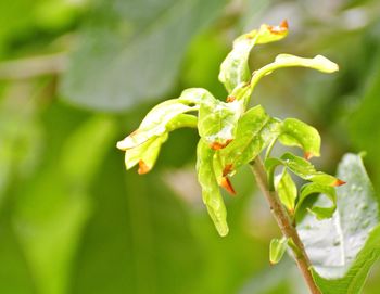 Close-up of rose plant