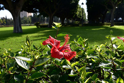 Close-up of red flowering plant in park