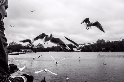 Seagull flying over city