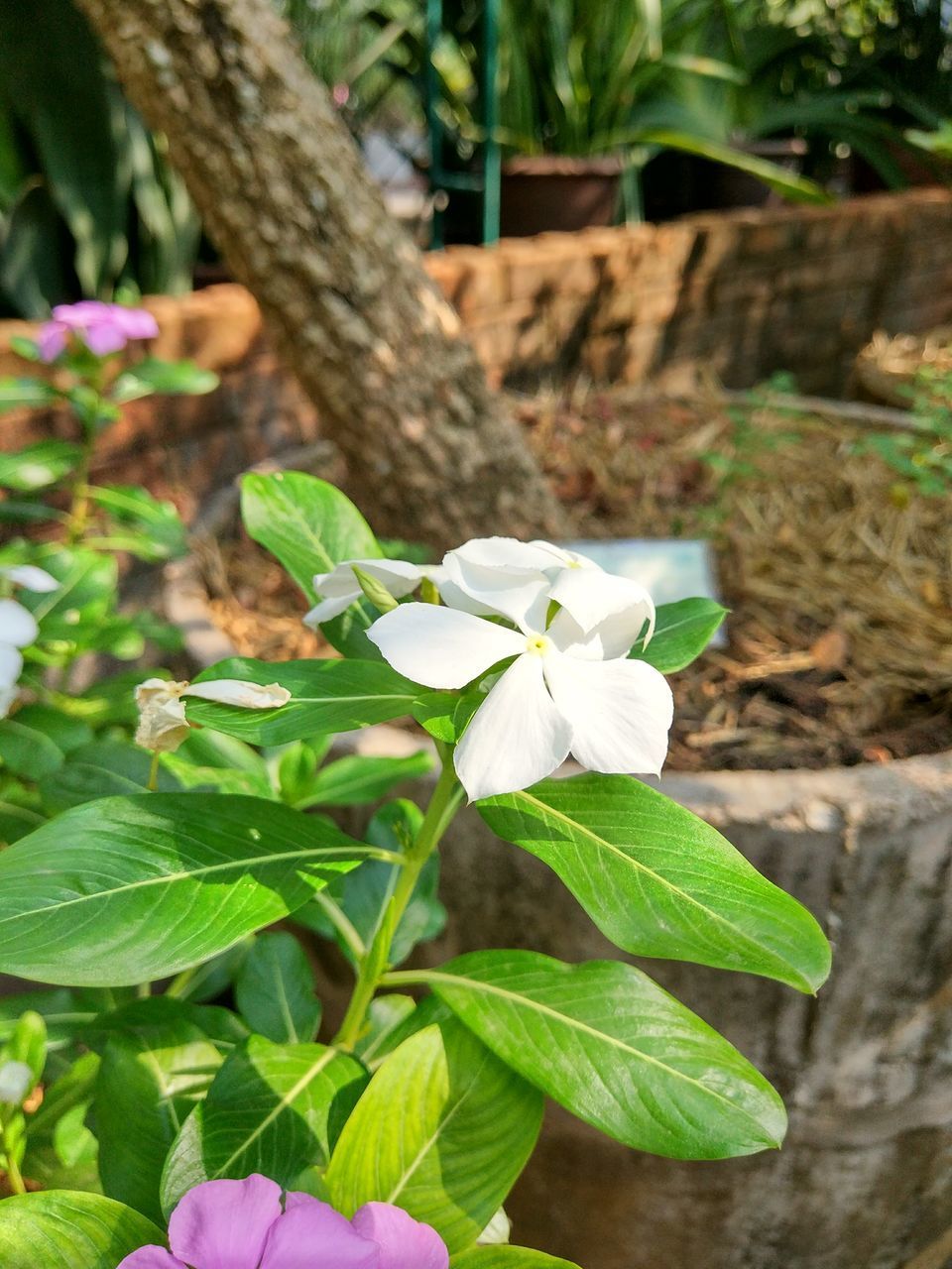 CLOSE-UP OF FRESH WHITE FLOWERING PLANT WITH GREEN LEAVES