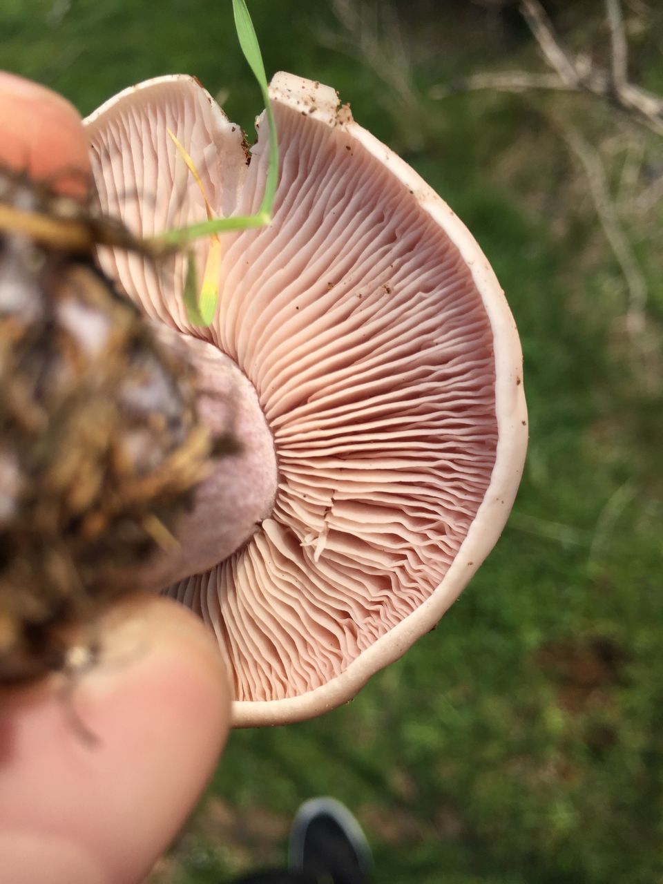 person, close-up, part of, focus on foreground, cropped, holding, tree, unrecognizable person, human finger, nature, outdoors, field, day, leisure activity, mushroom, natural pattern, circle