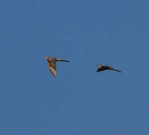 Low angle view of bird flying against clear blue sky