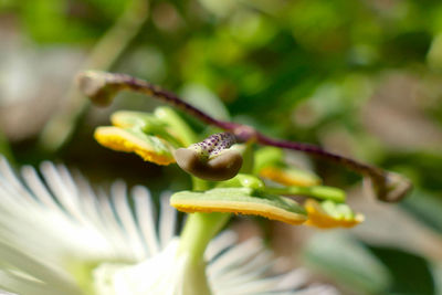 Close-up of honey bee on flower