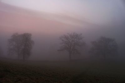 Trees on field against sky