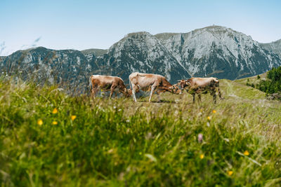 Cows grazing on a field against mountains in summer