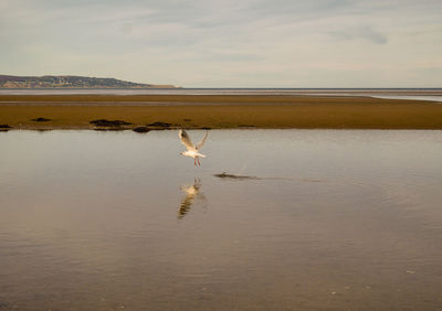 View of birds on beach