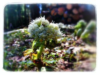 Close up of dandelion