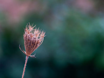 Close-up of wilted plant