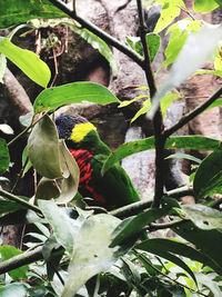 Close-up of bird perching on a plant