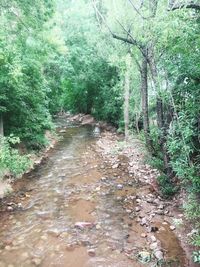 Scenic view of river with trees in background